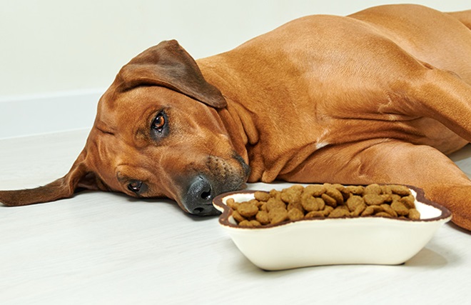 sick dog with contaminated food